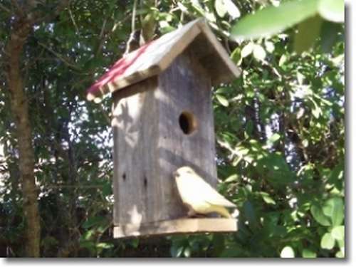 висока къщичка за птици