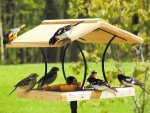 дървена хранилка за птици